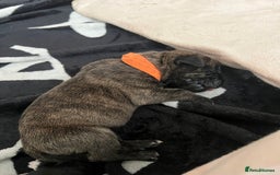 Cane Corso dogs for sale: Yuki & Aries Cane Corso Puppies  - Image 15