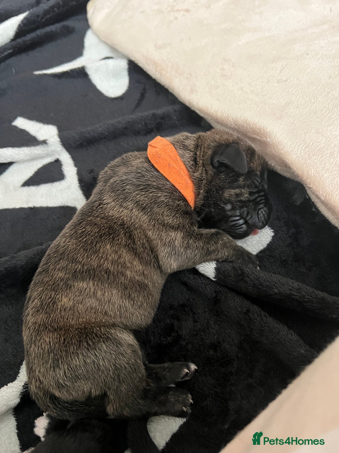 Cane Corso dogs for sale: Yuki & Aries Cane Corso Puppies  - Image 15