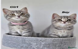 British Shorthair cats for sale: Boy & Girl British Shorthair kittens  - Image 3