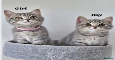 British Shorthair cats - Advert 8