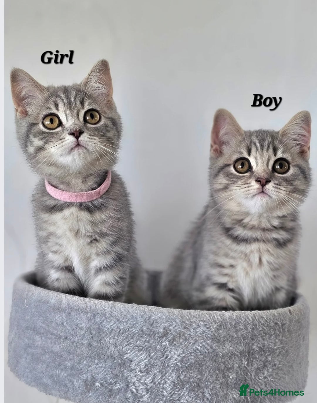 British Shorthair cats for sale: Boy & Girl British Shorthair kittens  - Image 3