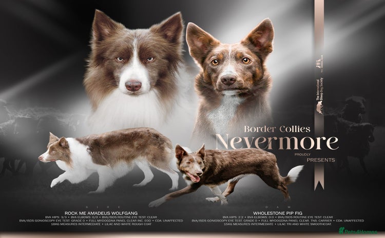 Border Collie dogs for sale - Advert 1