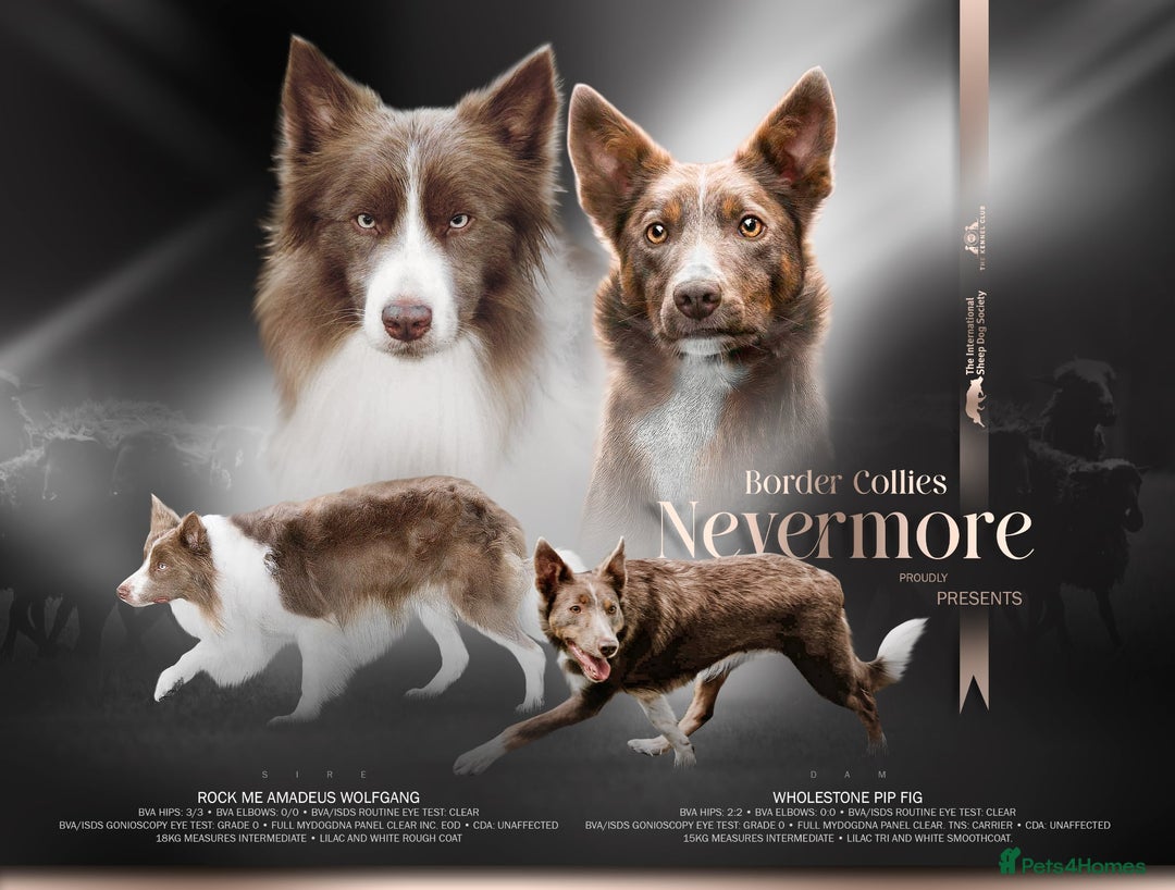 Border Collie dogs for sale: Upcoming Litter Announcement. Join the Waitlist 🐾 - Image 1