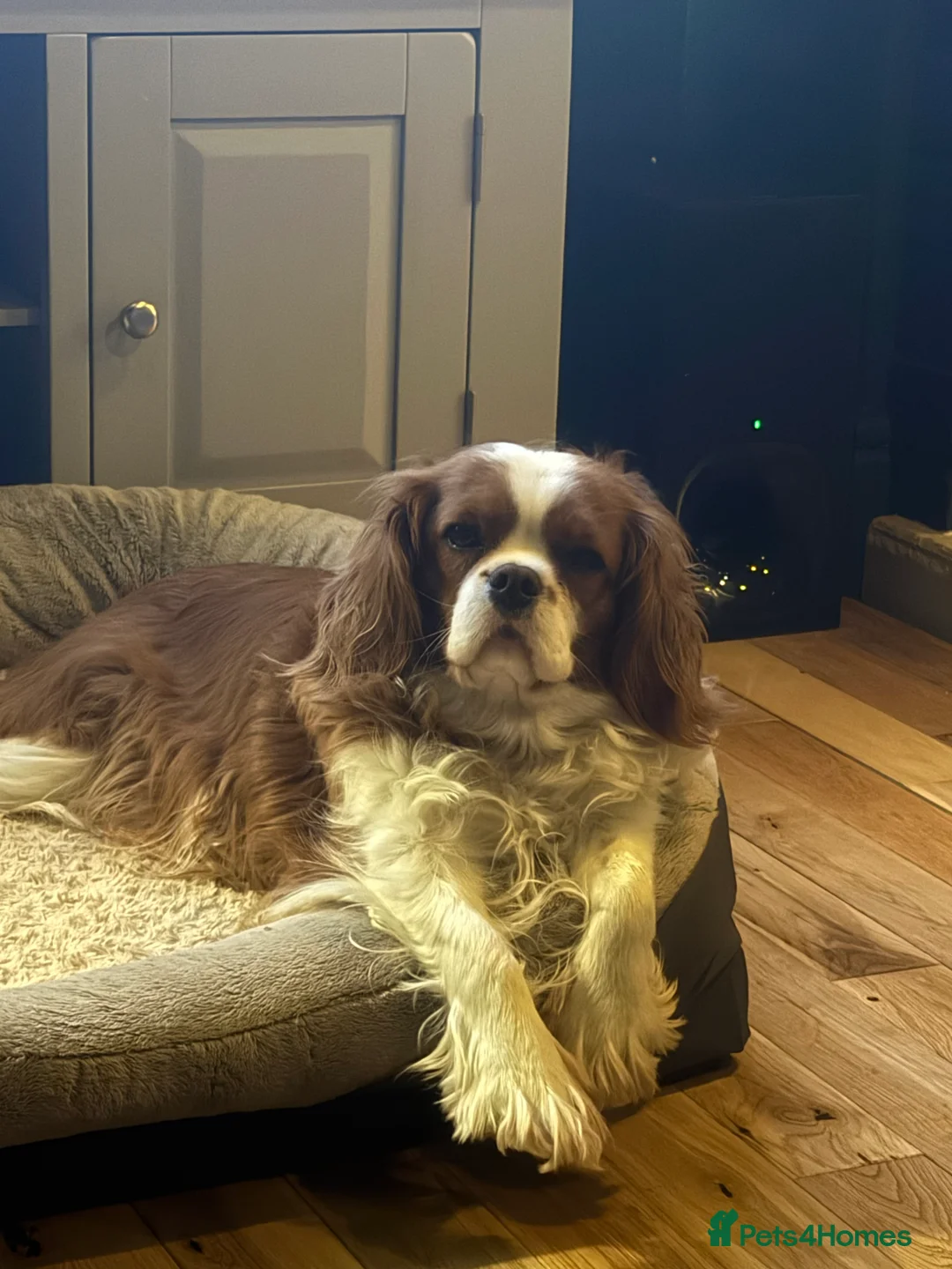 Cavalier King Charles Spaniel dogs for sale: Cavalier King Charles KC reg DNA 5* home breed - Advert 24