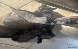Mixed Breed cats for sale: Grey &Black mixed breed kittens  - Image 8