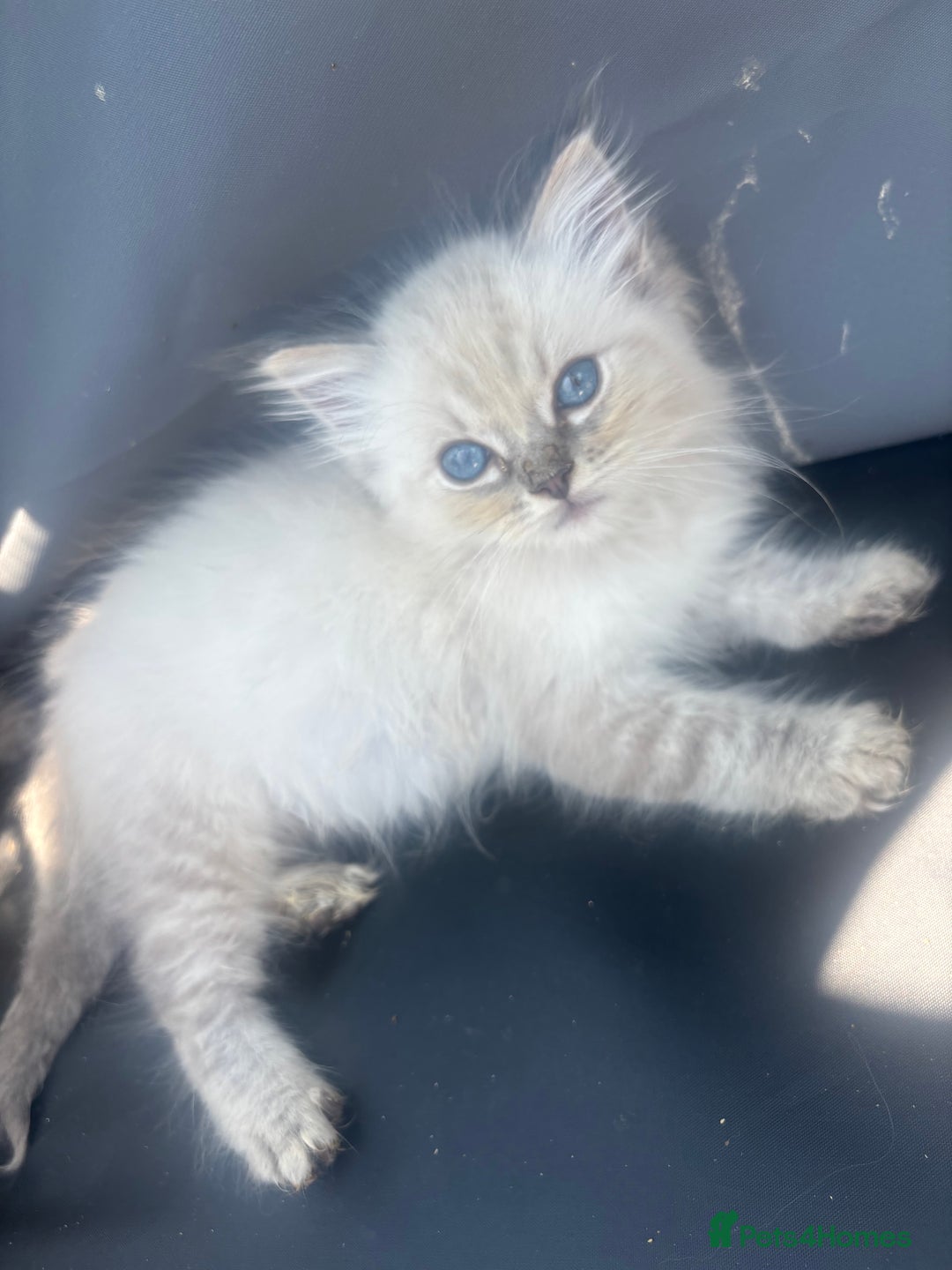 Ragdoll cats for sale: Champion bloodlines Ready for their loving homes - Image 34