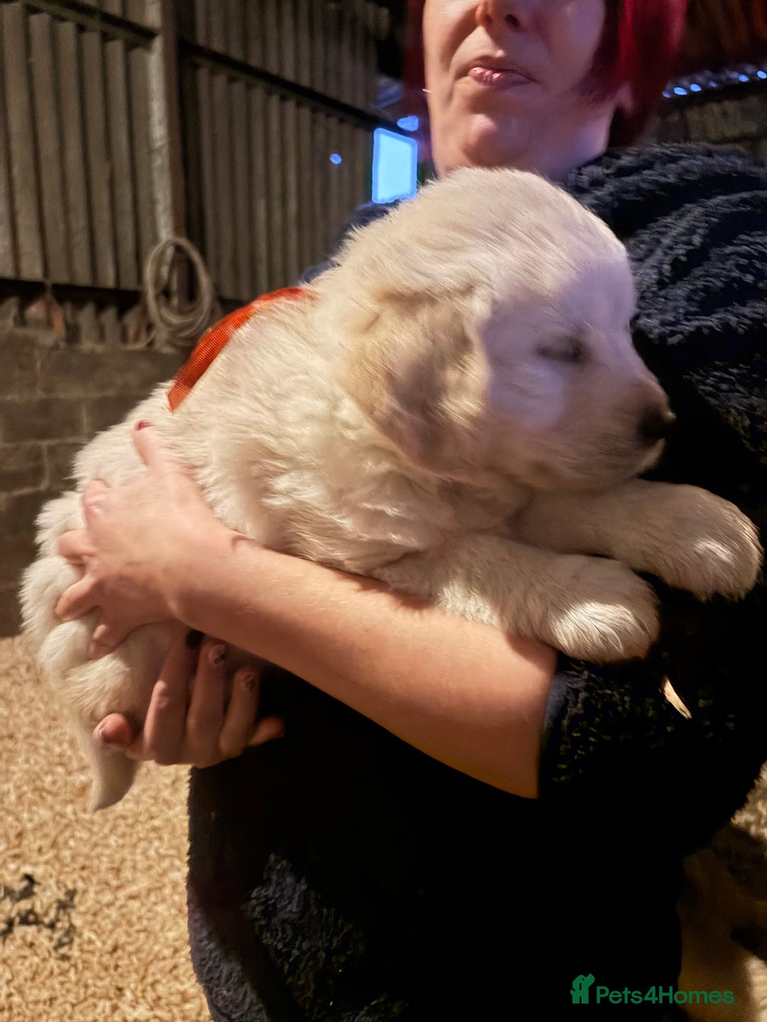 Golden Retriever dogs for sale: Mr orange golden retriever puppy  - Advert 4