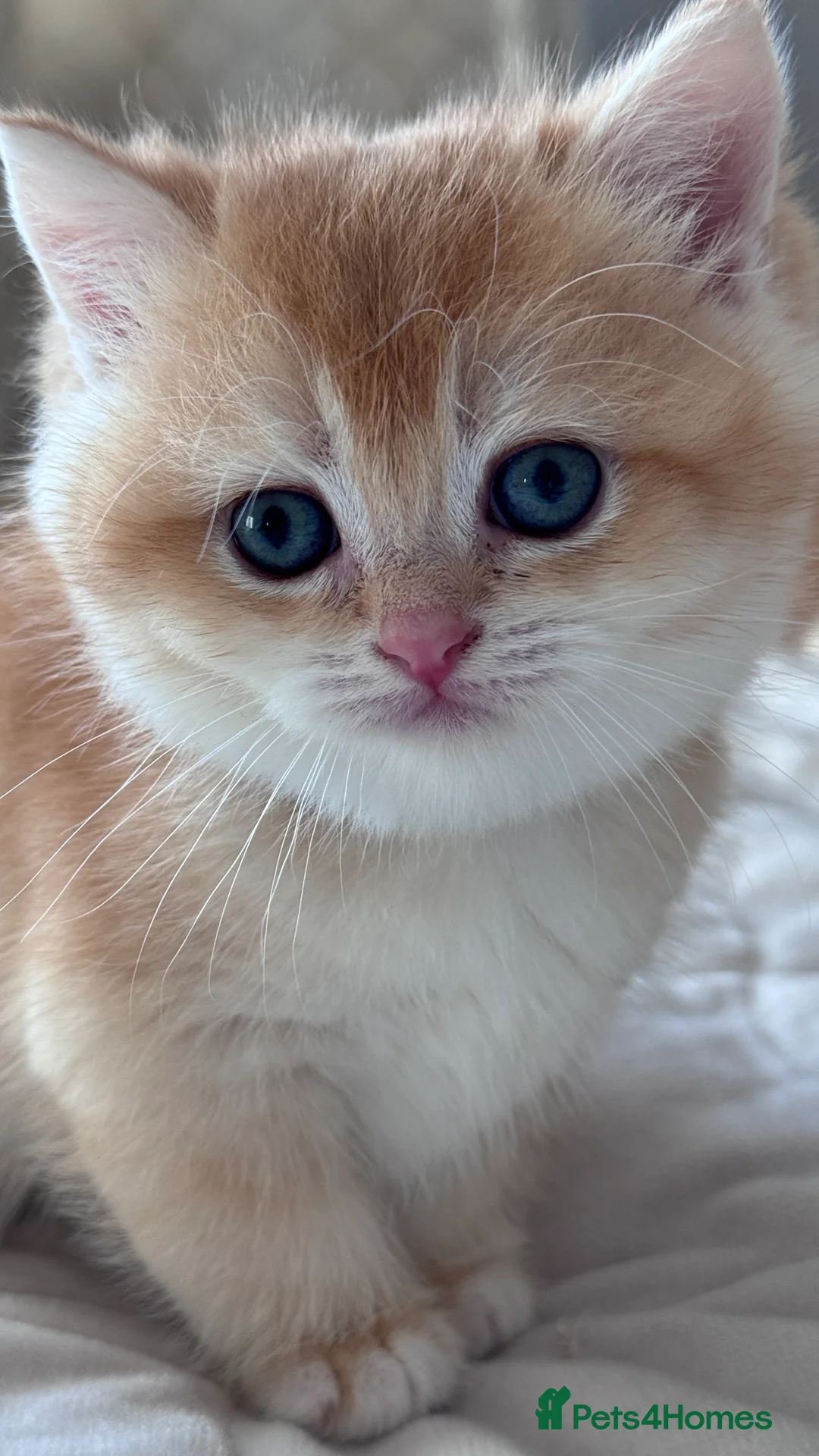 British Shorthair cats for sale: Adorable GCCF BSH BY12 NY12Chocolate Gold kittens  - Advert 1