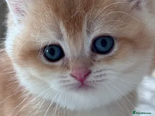 British Shorthair cats Adorable GCCF BSH BY12 NY12Chocolate Gold kittens - Advert 2