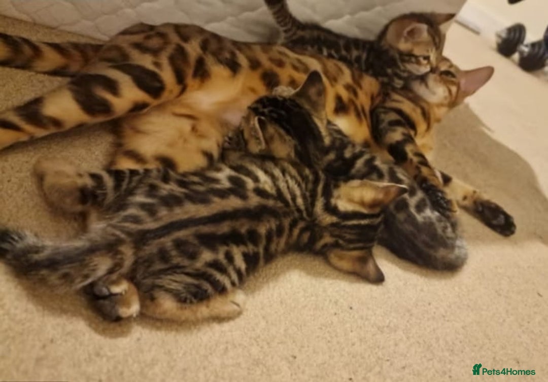 Bengal cats for sale: Beautiful bengal boy - Image 8
