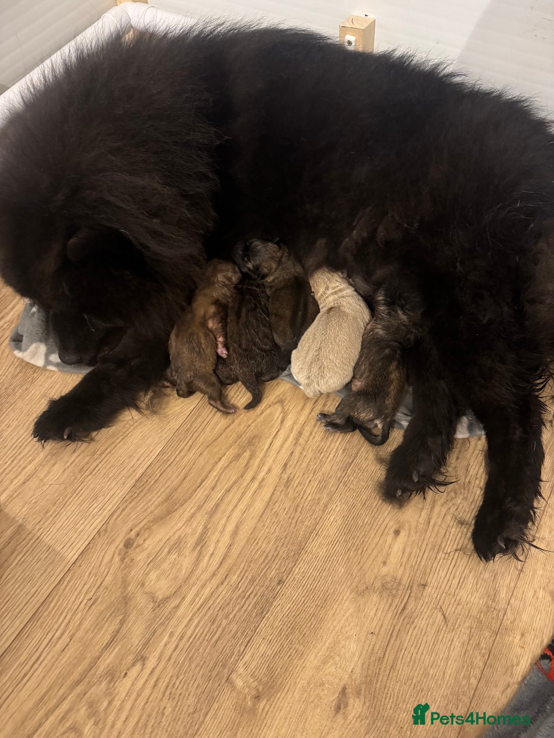 Chow Chow dogs for sale: chow chow puppies with champion stacked bloodline - Image 13