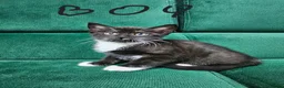 Mixed Breed cats for sale: Kittens ready for new home  - Advert 6