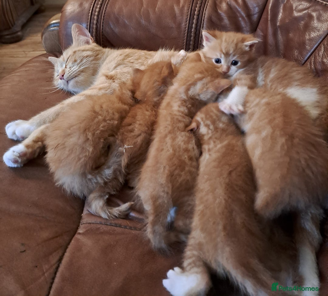 Mixed Breed cats for sale: Gorgeous Ginger Maine Coon x Kittens - Image 21