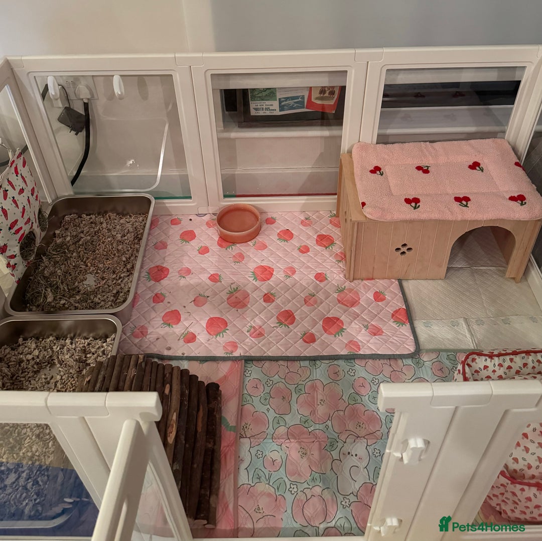 Mini Lop rabbits for sale: Lovely Mini Lop looking for loving family - Advert 6