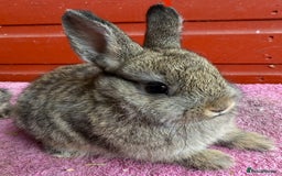 Netherland Dwarf rabbits for sale: Young Netherland Dwarfs for sale in Barrow-in-Furness - Image 28
