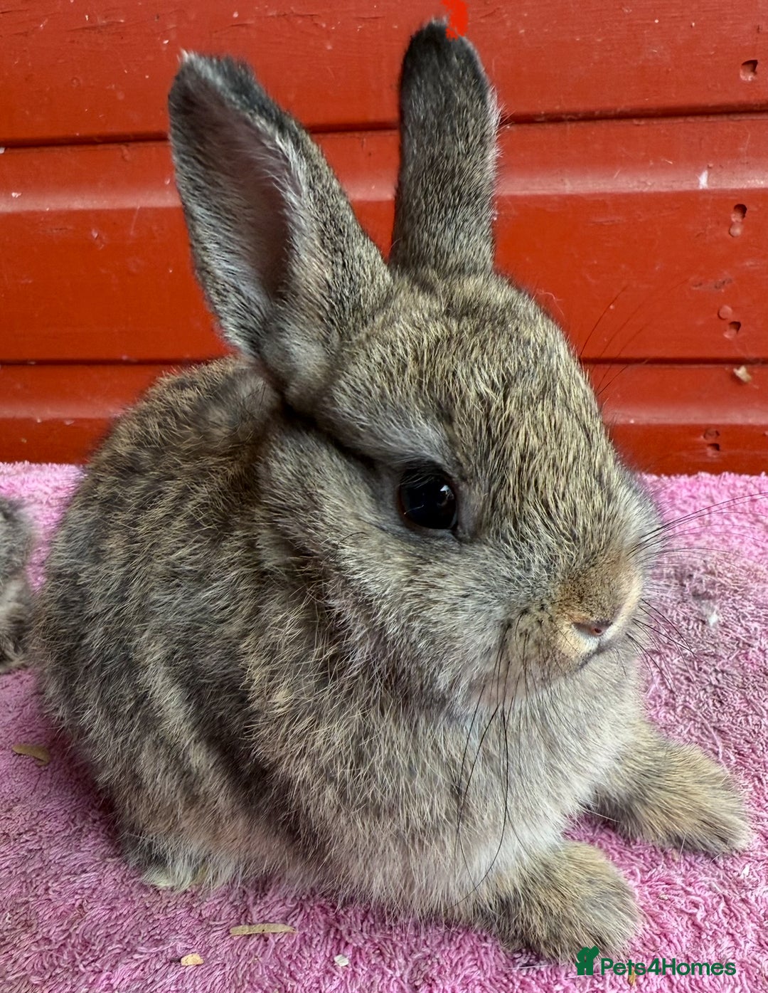 Netherland Dwarf rabbits for sale: Young Netherland Dwarfs for sale in Barrow-in-Furness - Image 28