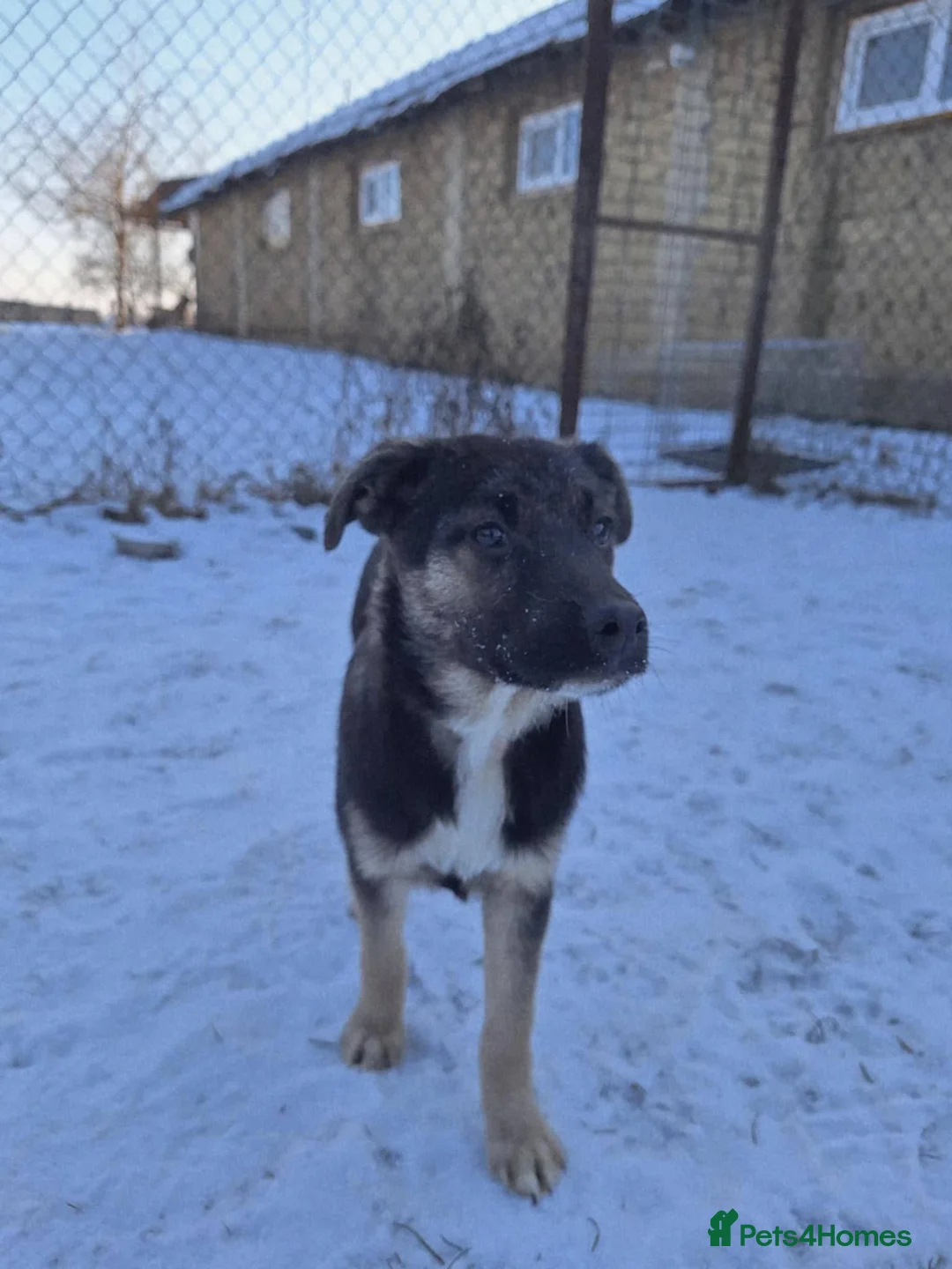 Mixed Breed dogs for adoption: Roquefort for adoption - Advert 5
