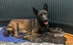 Belgian Shepherd Dog dogs for sale: 9 Belgian malinois puppies 🧬‼️ - Image 16