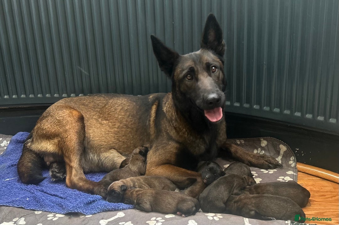 Belgian Shepherd Dog dogs for sale: 9 Belgian malinois puppies 🧬‼️ - Image 16