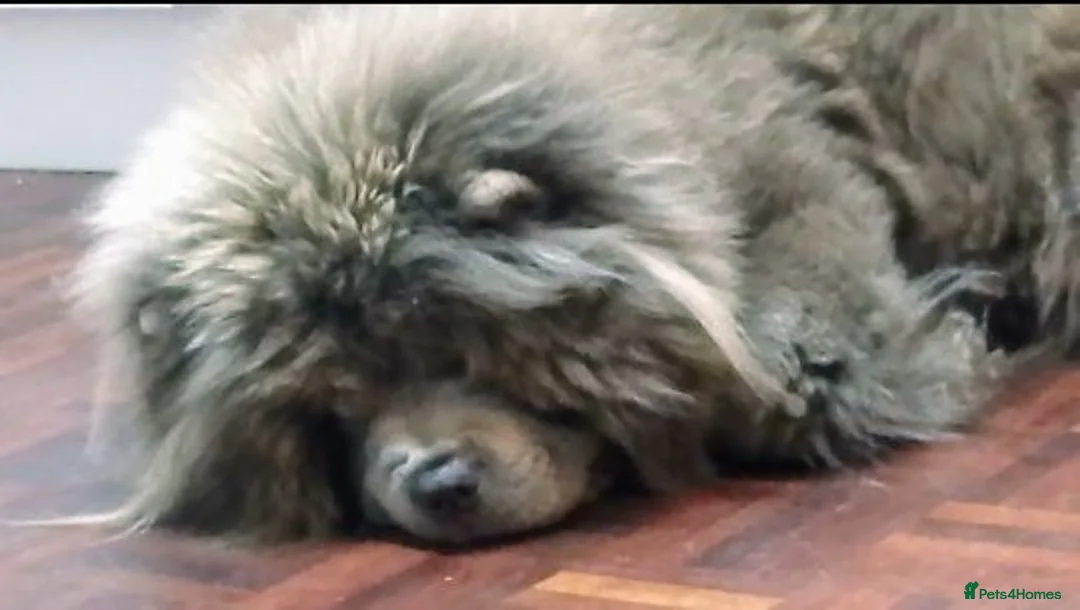 Chow Chow dogs for sale: Lilac female chow chow  - Advert 4