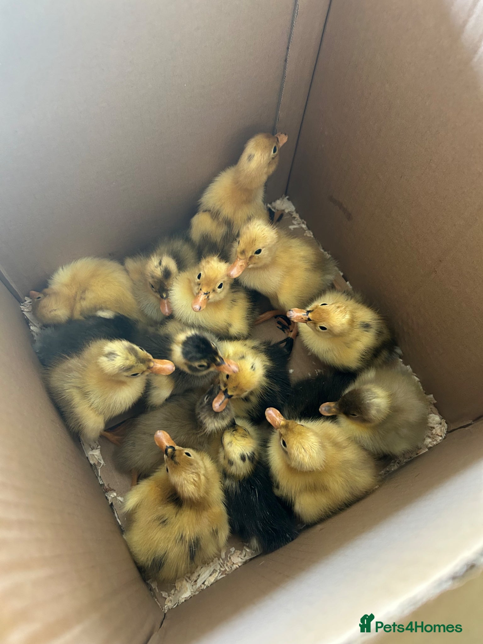 Ducks poultry Day old Runner Ducklings - Advert 1