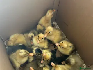 Ducks poultry for sale: Day old Runner Ducklings - Advert 2