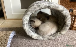 Ragdoll cats for sale: Adorable Ragdoll Kittens - Image 30