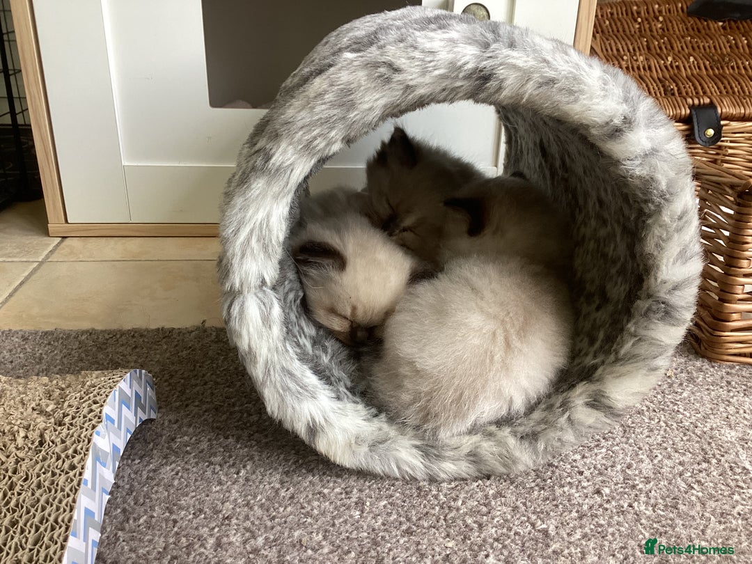 Ragdoll cats for sale: Adorable Ragdoll Kittens - Image 30
