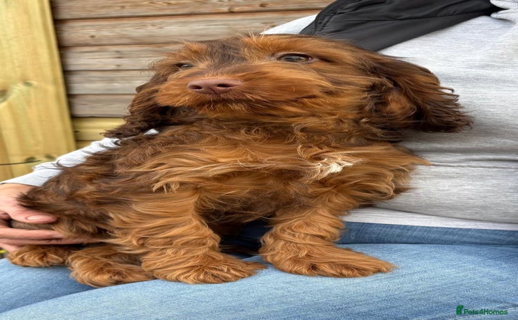 Cockapoo dogs Cockapoo  - Advert 14