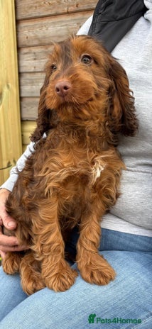 Cockapoo dogs Cockapoo - Advert 14