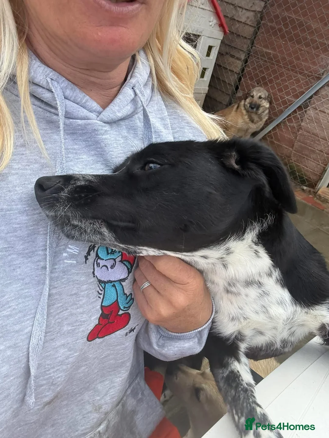Mixed Breed dogs for adoption: Sarah - Norwich Norfolk  - Advert 2
