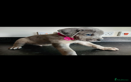Mixed Breed dogs for sale: Great dane X Cane corso  - Image 1