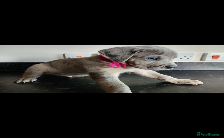 Mixed Breed dogs - Advert 1