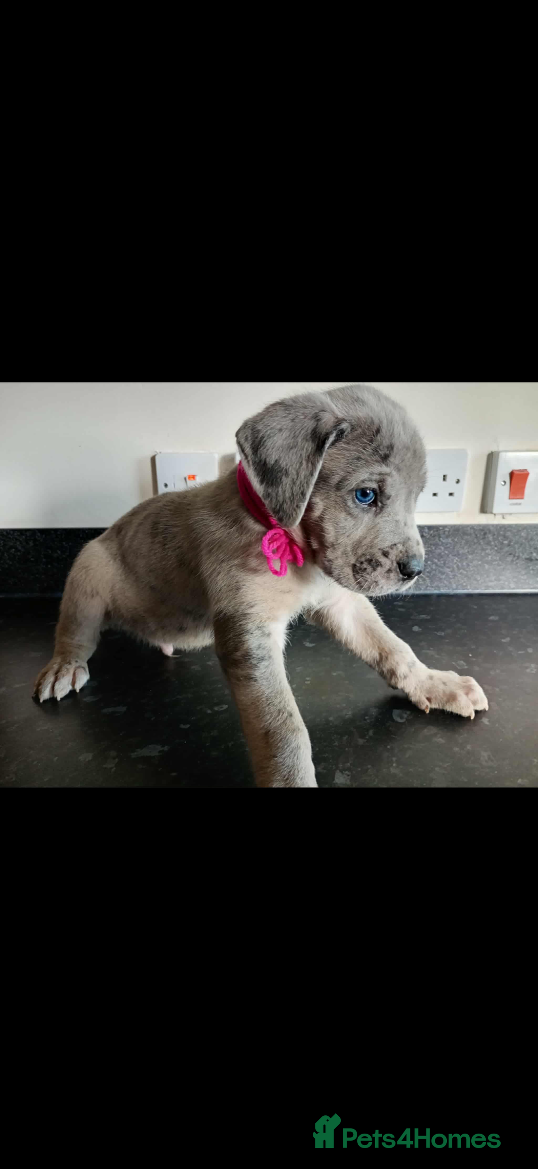 Mixed Breed dogs for sale: Great dane X Cane corso  - Image 1