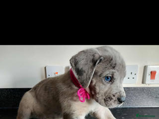 Mixed Breed dogs - Advert 27