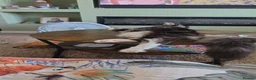 Maine Coon cats for sale: maine coon male 9months old  - Advert 6