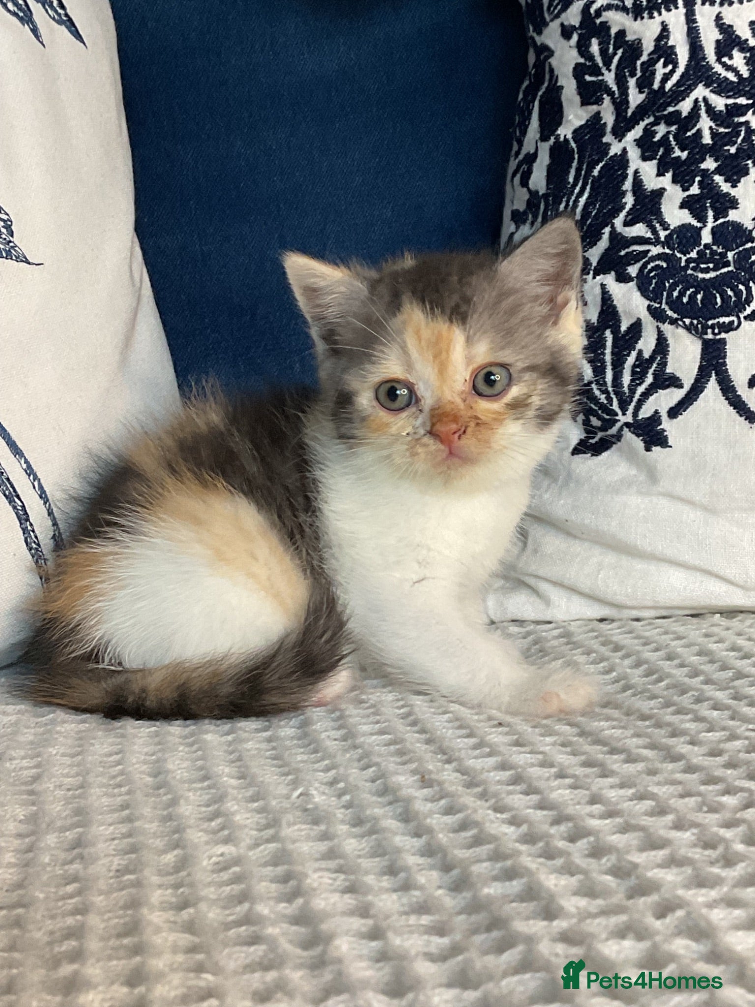 British Shorthair cats Beautiful British short hair kittens - Advert 12