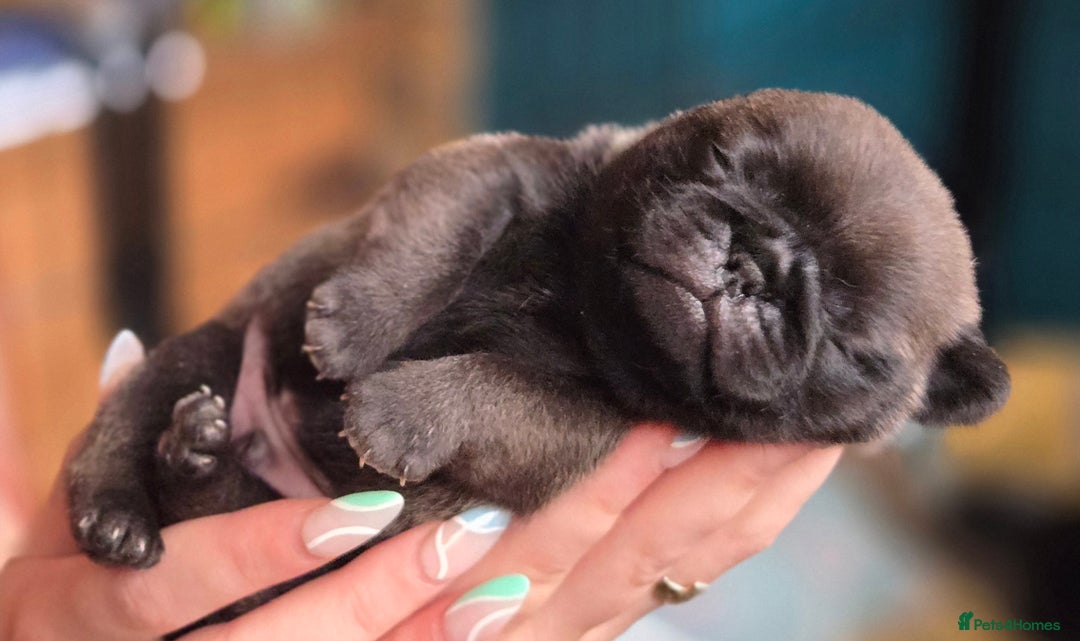 Pug dogs for sale: Chunky pug pups - Image 5