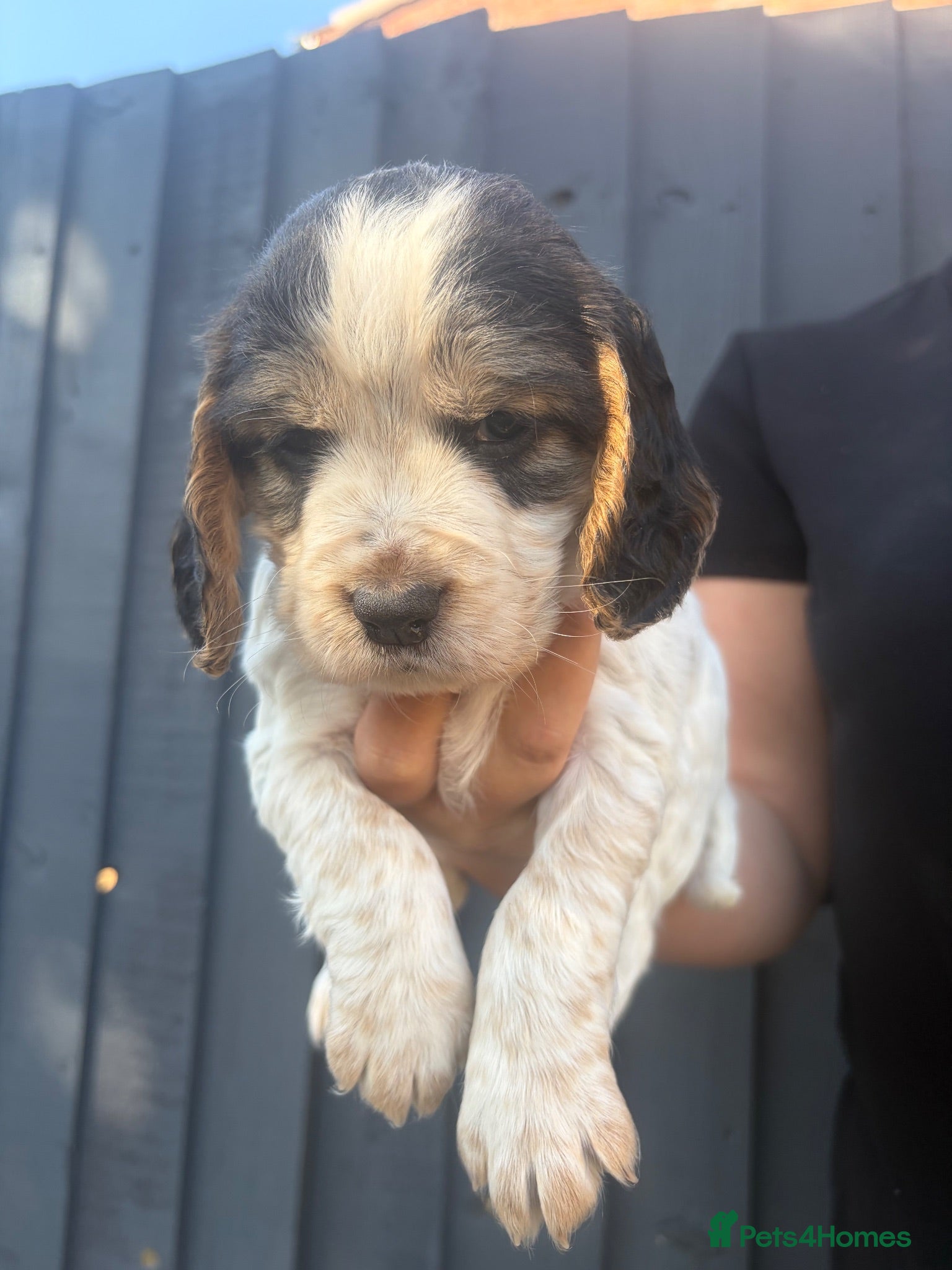 Cocker Spaniel dogs ✨🐾 EXQUISITE WORKING COCKER SPANIEL PUPPIES 🐾✨ - Advert 1