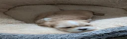 Lhasa Apso dogs for sale: Lhasa Apso puppies in Kent - Advert 8