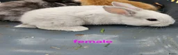 Mixed Breed rabbits for sale: Minilop x rex rabbits  - Advert 9