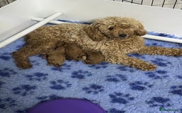 Toy Poodle dogs for sale: Stunning toy poodles  - Image 12
