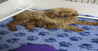 Toy Poodle dogs - Advert 2