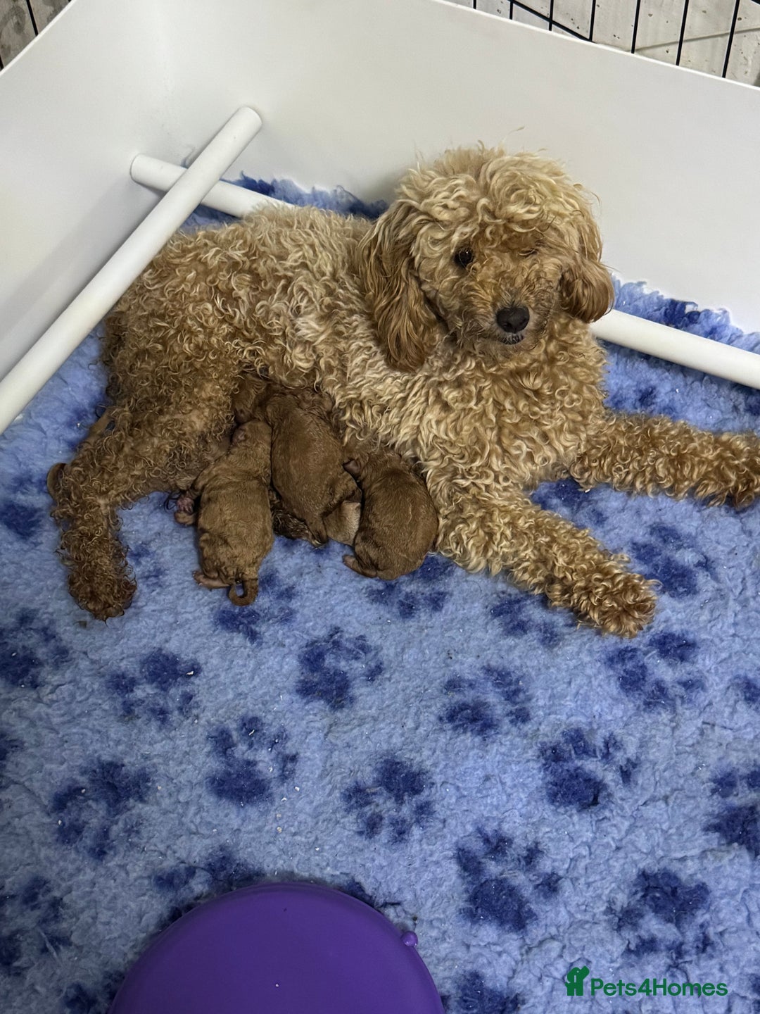 Toy Poodle dogs for sale: Stunning toy poodles  - Image 12