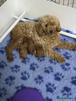 Toy Poodle dogs - Advert 15