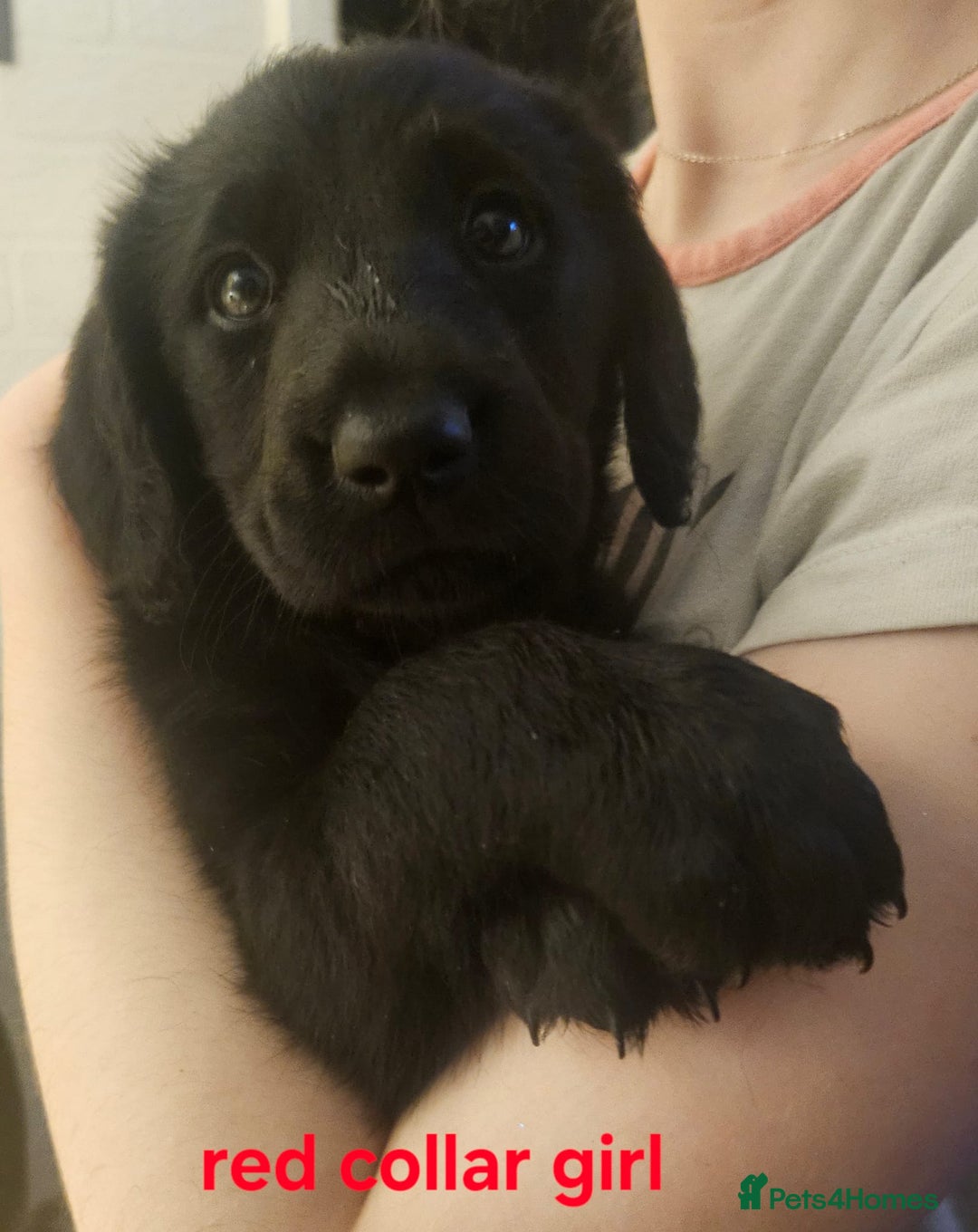 Labrador Retriever dogs for sale: Chunky pups ready now - Advert 12