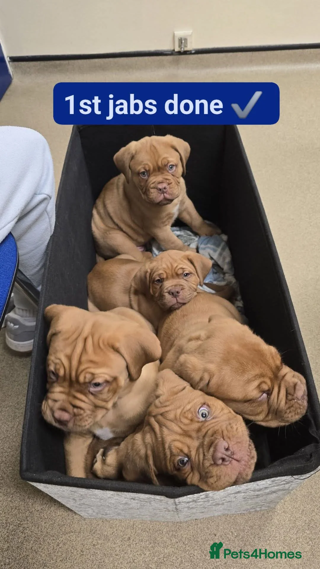Dogue De Bordeaux dogs for sale: Just 1 male Dogue de bordeux puppy left for sale! - Advert 8
