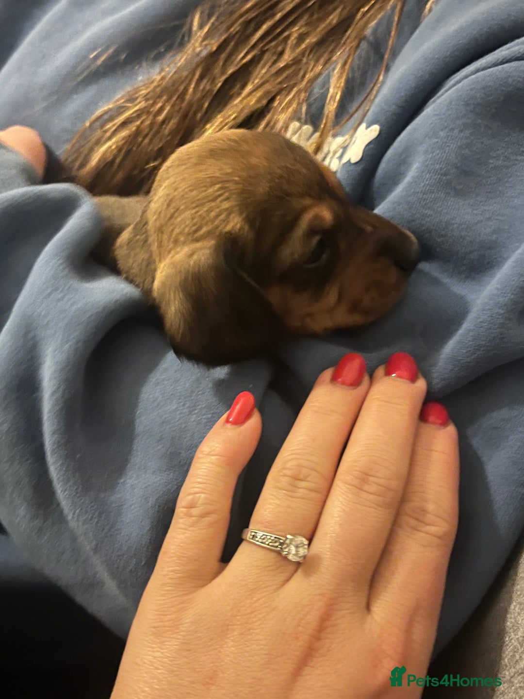 Miniature Dachshund dogs for sale: Kc true miniature dachshunds puppies - Advert 22