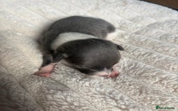 Whippet dogs for sale: Whippet Puppies - Image 6