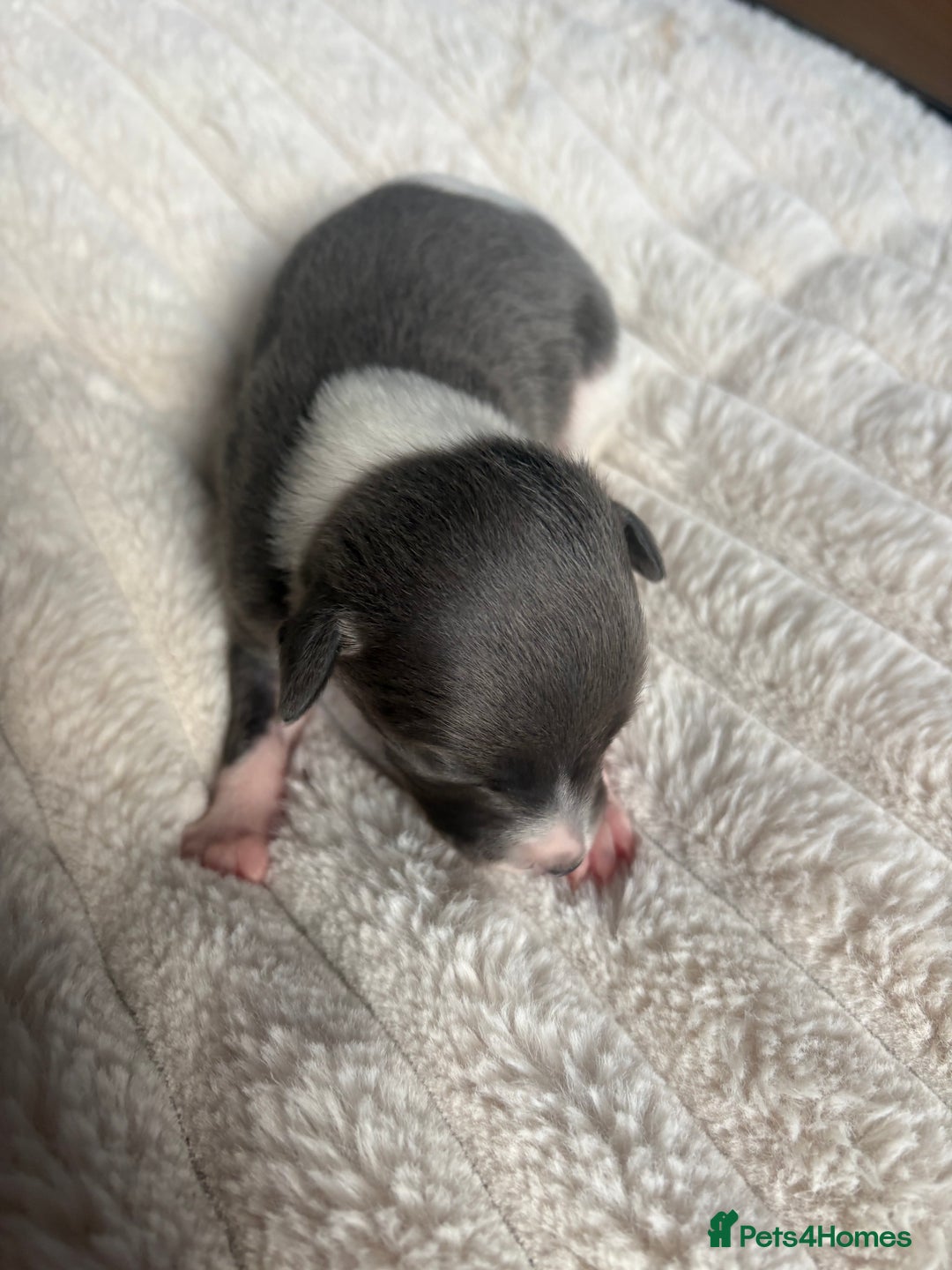 Whippet dogs for sale: Whippet Puppies - Image 6